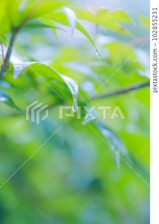 綠樹和水滴 綠樹和水滴 102855231