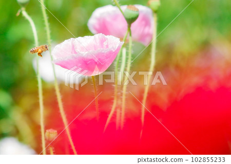 罌粟田裡的蜜蜂 102855233