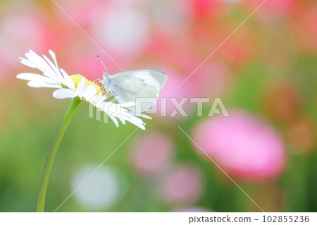 瑪格麗特花和白菜蝴蝶 102855236