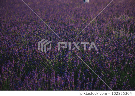 lavender field close up lavender field close up 102855304