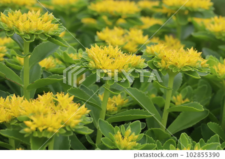 Yellow giraffe flowers blooming in the spring garden 102855390
