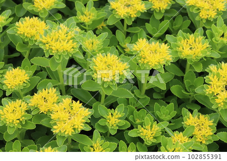 Yellow giraffe flowers blooming in the spring garden 102855391