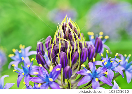 Purple scilla peruviana flowers (spring, April) 102855610