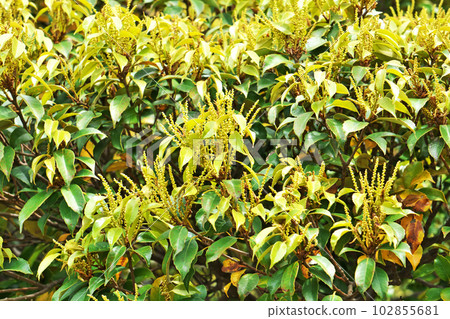 Yellow sudajii flower (spring, April) 102855681