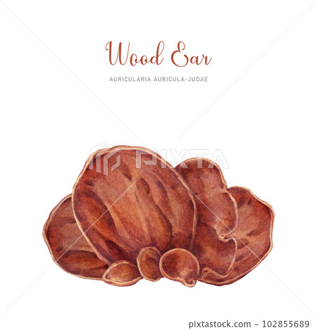 Wood ear mushroom watercolor illustration. Hand drawn Auricularia auricula-judae fungus. Wood ear edible mushroom group. Asian traditional food ingredient. Isolated on white background 102855689