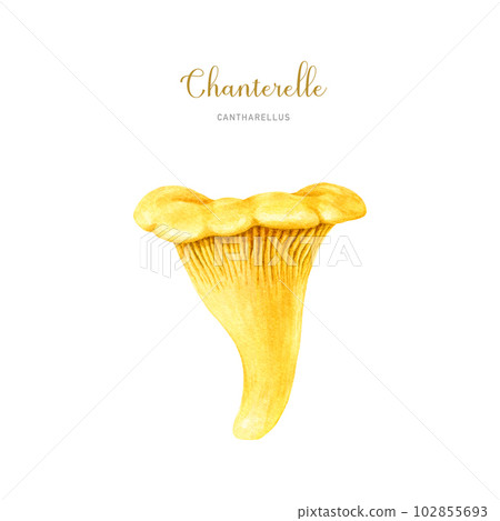 Chanterelle mushroom watercolor illustration. Hand drawn Cantharellus cibarius image. Chanterelle edible mushroom single element. Isolated on white background 102855693