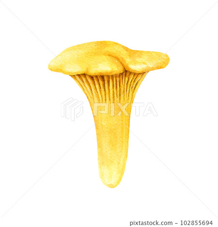 Chanterelle mushroom watercolor illustration. Hand drawn Cantharellus cibarius image. Chanterelle edible mushroom single element. Vintage style realistic illustration. Isolated on white background 102855694
