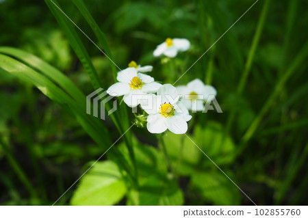 Strawberry Fragaria is genus of perennial herbaceous plants in the rose family Rosaceae. The inflorescence is a multi-flowered corymb. White flowers on long peduncles. Lots of stamens and pistils. 102855760