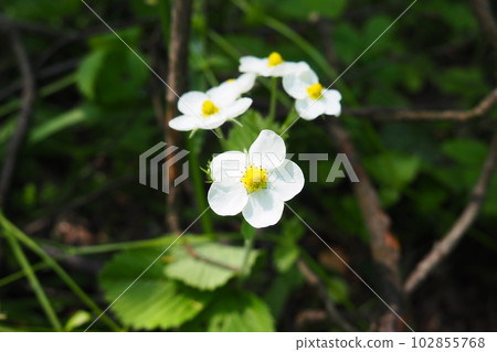 Strawberry Fragaria is genus of perennial herbaceous plants in the rose family Rosaceae. The inflorescence is a multi-flowered corymb. White flowers on long peduncles. Lots of stamens and pistils. 102855768