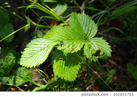 Strawberry Fragaria is genus of perennial herbaceous plants in the rose family Rosaceae. The leaves are trifoliate, of complex shape, on long stems reaching a height of 10 cm, creeping rooting shoots Strawberry Fragaria is genus of perennial herbaceous plants in the rose family Rosaceae. The leaves are trifoliate, of complex shape, on long stems reaching a height of 10 cm, creeping rooting shoots 102855781