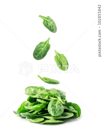 Flying, Falling Spinach Leaves Isolated, Fresh Baby Spinacia Oleracea, Leafy Green Vegetable, falling Spinach Leaves 102855842