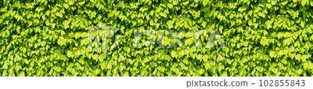 Spring Leaf Texture Background, Lush Green Spring Foliage, Idyllic Leaves Banner, Garden Mockup 102855843