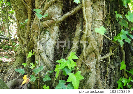 Creepers on tree branches in a European forest. Serbia, Fruska Gora National Park. A plant that finds vertical support. Antennae, adventitious roots, attachments. Liana is the life form of plants. 102855859