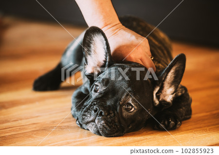 Young Black French Bulldog Dog Puppy Sitting On Laminate Floor Indoor Home. Funny Dog Baby. Pett A Puppy. Pets Friendship Concept. Lovely Domestic Pets Young Black French Bulldog Dog Puppy Sitting On Laminate Floor Indoor Home. Funny Dog Baby. Pett A Puppy. Pets Friendship Concept. Lovely Domestic Pets 102855923