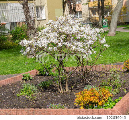Flowering Magnolia Stellata Tree, Spring White Flowers of Kobus, Star Magnolia Small Tree Flowering Magnolia Stellata Tree, Spring White Flowers of Kobus, Star Magnolia Small Tree 102856043