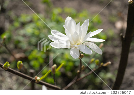 Flowering Magnolia Stellata, Spring White Flowers of Kobus with Selective Focus, Star Magnolia Tree Flowering Magnolia Stellata, Spring White Flowers of Kobus with Selective Focus, Star Magnolia Tree 102856047