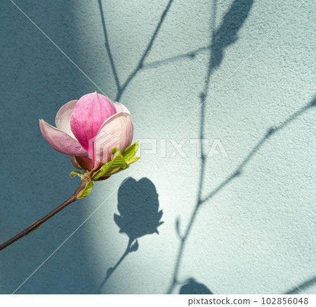 Flowering Magnolia Soulangiana, Spring Pink Flowers Flowering Magnolia Soulangiana, Spring Pink Flowers 102856048