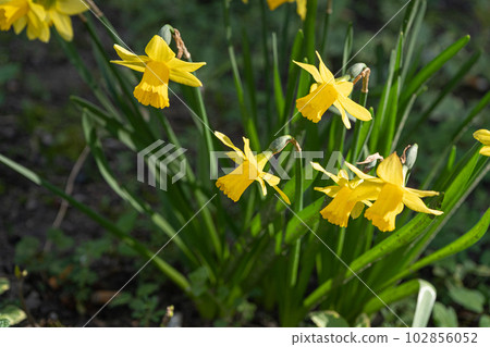 Daffodils Flowers Closeup, Yellow Narcissus, Early Spring Flowers with Selective Focus, Macro Photo Tulip Petals Daffodils Flowers Closeup, Yellow Narcissus, Early Spring Flowers with Selective Focus, Macro Photo Tulip Petals 102856052
