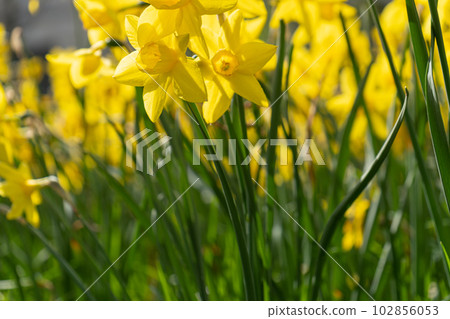 Daffodils Flowers Closeup, Yellow Narcissus, Early Spring Flowers with Selective Focus, Macro Photo Tulip Petals 102856053