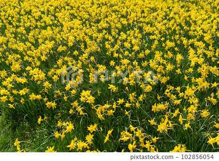 Many Daffodils Flowers, Yellow Narcissus Field, Early Spring Flowers 102856054