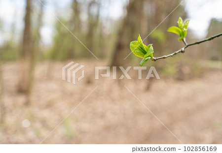 Spring Branch, Lime Buds, Young Tree Leaves on Blur Background, Spring Twig with New Green Leaves Spring Branch, Lime Buds, Young Tree Leaves on Blur Background, Spring Twig with New Green Leaves 102856169