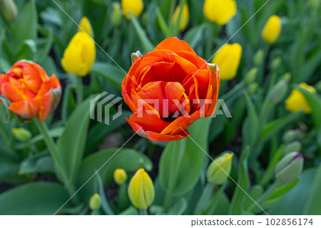 Red Tulips Outdoor, Spring Tulipa Flowers 102856174