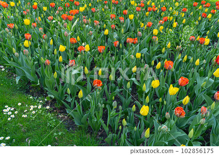 Red Tulips Outdoor, Spring Tulipa Flowers 102856175