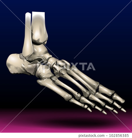 Toe Skeleton 102856385