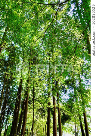 Fresh green forest Fresh green forest 102856529