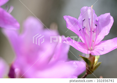 Rhododendron dilatatum on the mountain path Rhododendron dilatatum on the mountain path 102856741