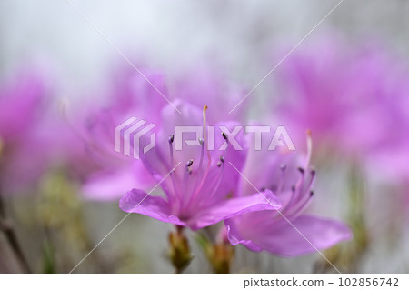 山路上的杜鵑花 102856742