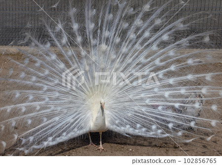 White peacock with a fluffy flowing tail in the rays of sunlight. 102856765