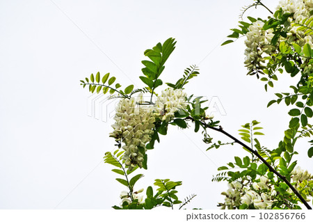 白色刺槐花(春季、四月) 白色刺槐花(春季、四月) 102856766