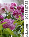 rose and peony 102856782