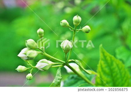 White syringa buds (spring, April) 102856875