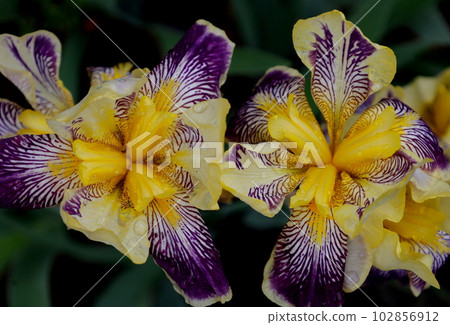 Beautiful petal pattern of yellow and purple German iris Beautiful petal pattern of yellow and purple German iris 102856912