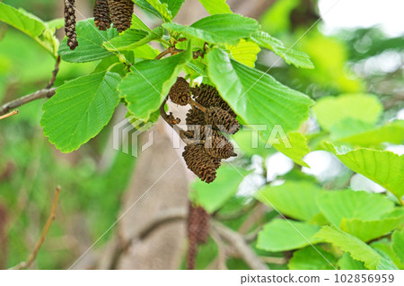 Brown alder berries (spring, April) 102856959