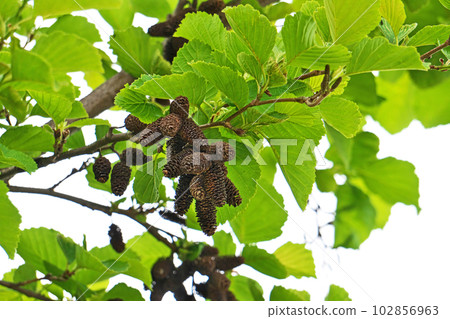 棕色榿木漿果（春季，四月） 102856963