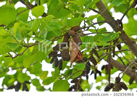 Brown alder berries (spring, April) Brown alder berries (spring, April) 102856968