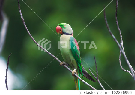 Close-up of Wild Bird: Perched Colorful Wild Parrot in Sri Lanka 102856996