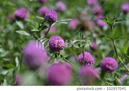 Flowers of purple clover (red clover) are blooming. Taken in April 2023 Flowers of purple clover (red clover) are blooming. Taken in April 2023 102857045