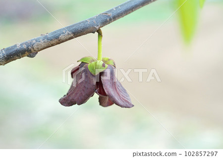 Pawpaw flower (spring, April) Pawpaw flower (spring, April) 102857297