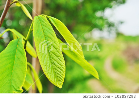 黃綠色木瓜葉(春季、四月) 黃綠色木瓜葉(春季、四月) 102857298