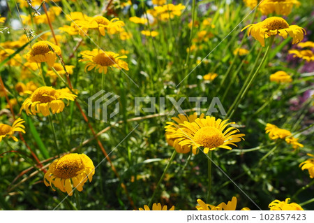 Kota dyeing, or Pupavka dyeing, or Yellow-colored pupavka, or Anthemis dyeing Cota tinctoria is a perennial herb from the genus Kota of the family Asteraceae, or Compositae Asteraceae. The garden. Kota dyeing, or Pupavka dyeing, or Yellow-colored pupavka, or Anthemis dyeing Cota tinctoria is a perennial herb from the genus Kota of the family Asteraceae, or Compositae Asteraceae. The garden. 102857423