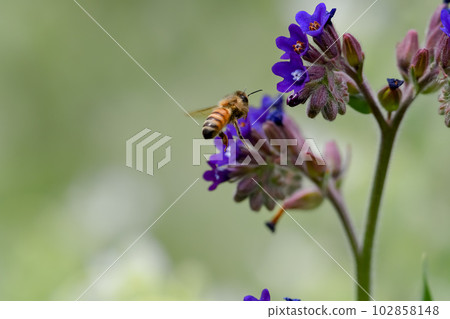 一隻蜜蜂 一隻蜜蜂 102858148