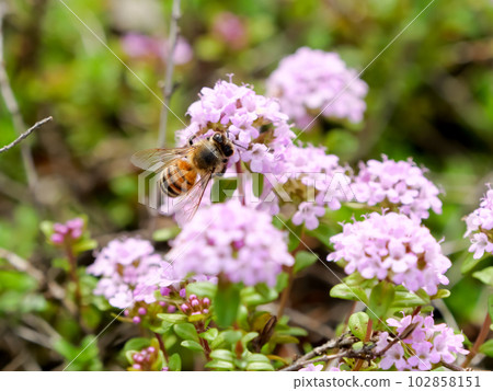 一隻蜜蜂 一隻蜜蜂 102858151
