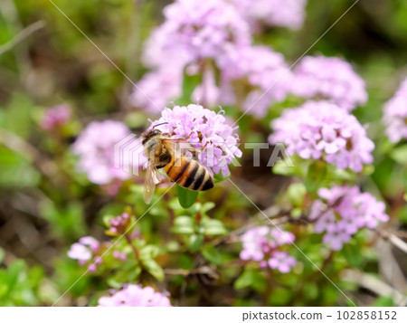 A bee A bee 102858152