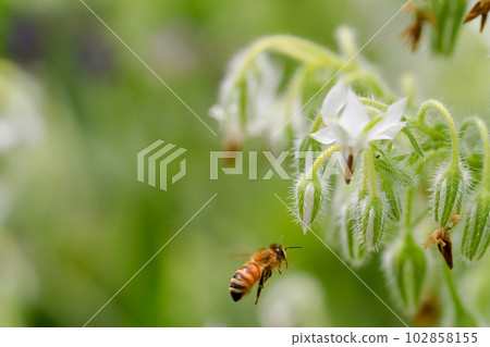 一隻蜜蜂 一隻蜜蜂 102858155
