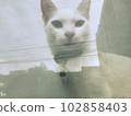 一隻家貓（白貓）和穿過窗戶的電線。多重曝光，藝術感傷的氛圍。 102858403