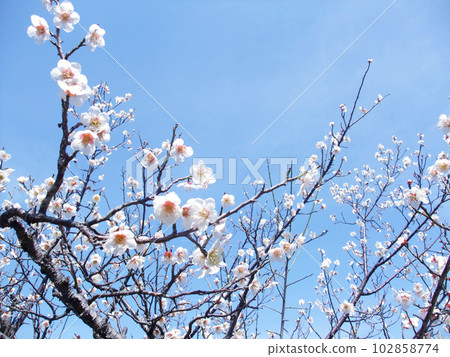 White plum blossoms stretching branches toward the blue sky White plum blossoms stretching branches toward the blue sky 102858774